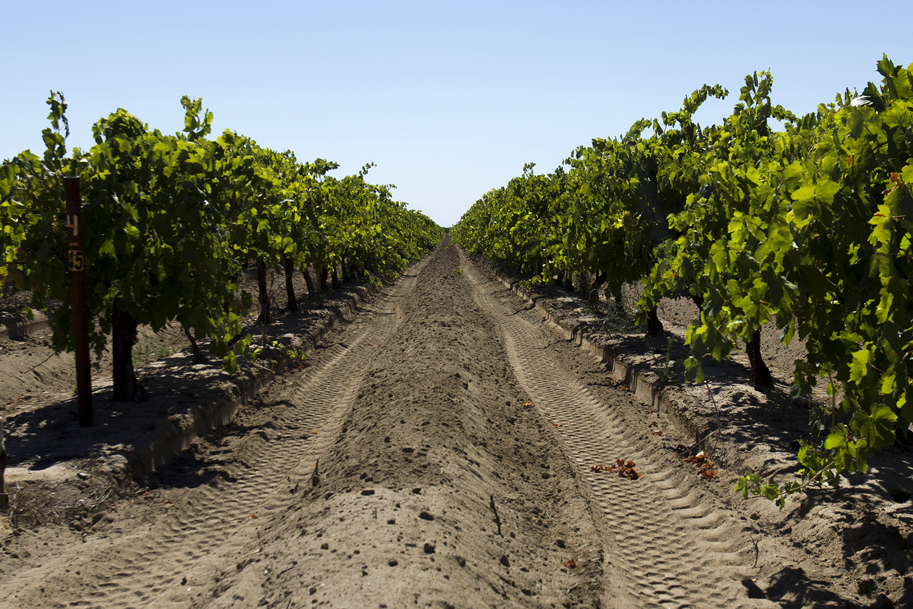 Madera, an agricultural town outside of Fresno, is lined with vineyards and nut tree groves. The town’s population is 78 percent Latino. (Alejandra Armstrong/News21)