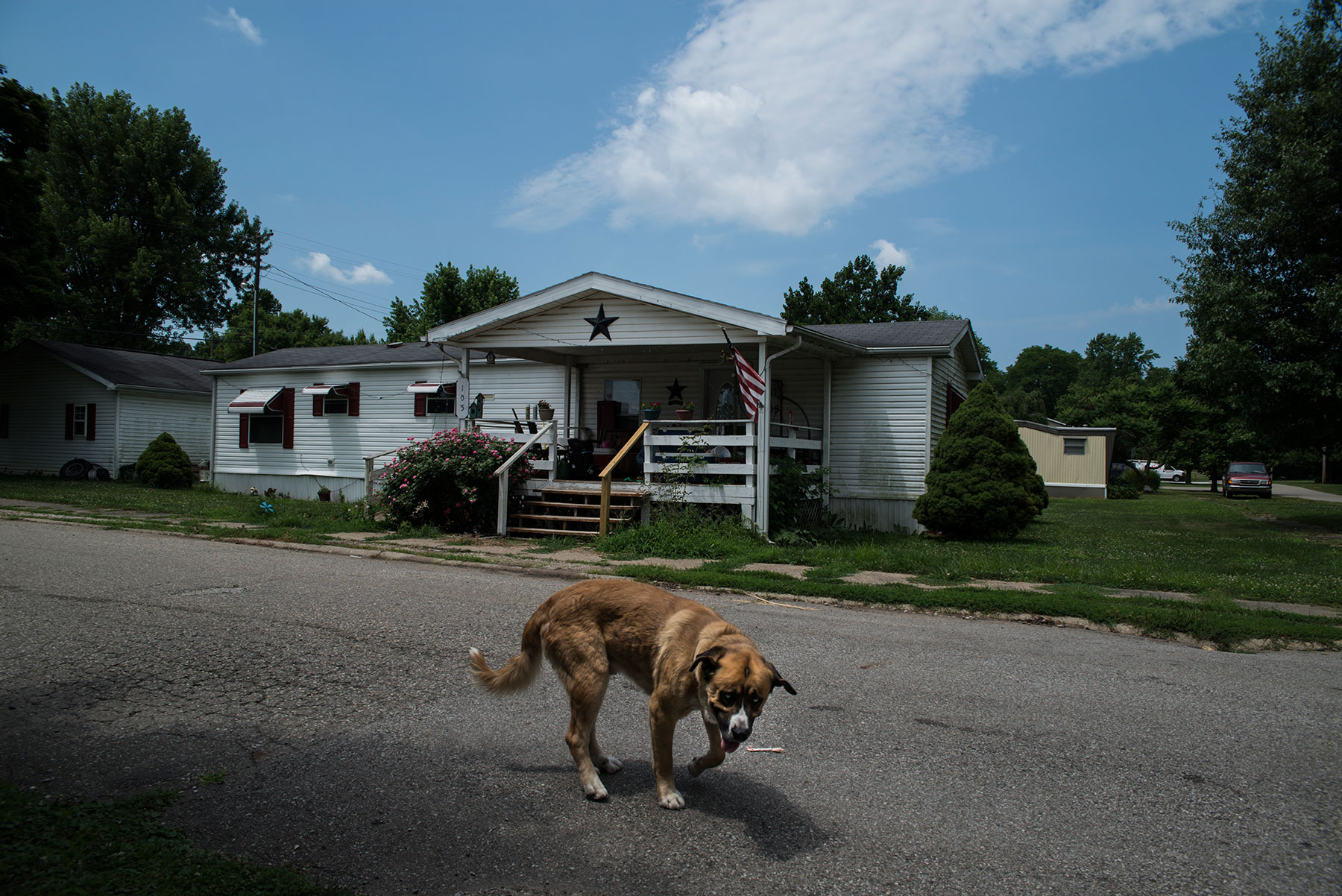 A dog plays in the streets of Newport, Indiana, located in Vermillion County. Indiana has the highest voter removal rate in comparison with other states, and Vermillion County has a higher removal rate than any other county in Indiana. (Roman Knertser/News21)