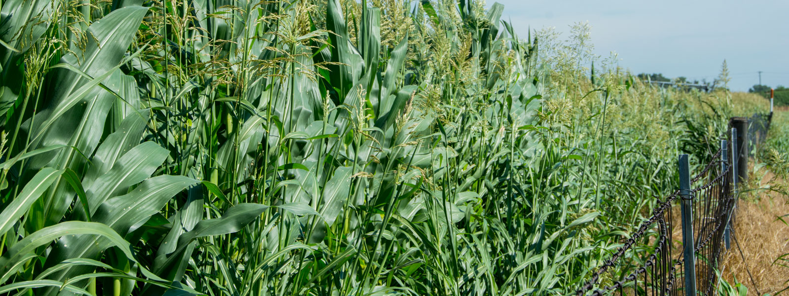 Critics blast Kansas’ online voter registration system, one candidate